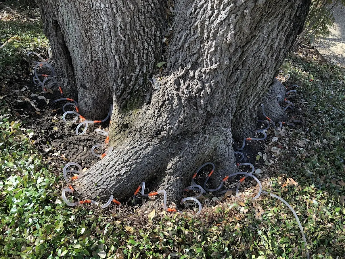 Detailed Tree Cabling and Bracing job site in Calverton