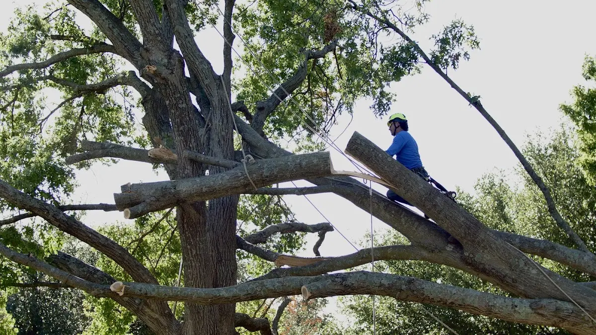Professional Hazardous Tree Removal performed by certified arborists in Calverton